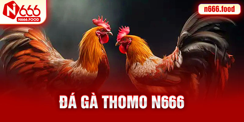 đá gà thomo n666